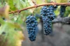 Cabernet-Sauvignon-Blog-Feature-2048x1365