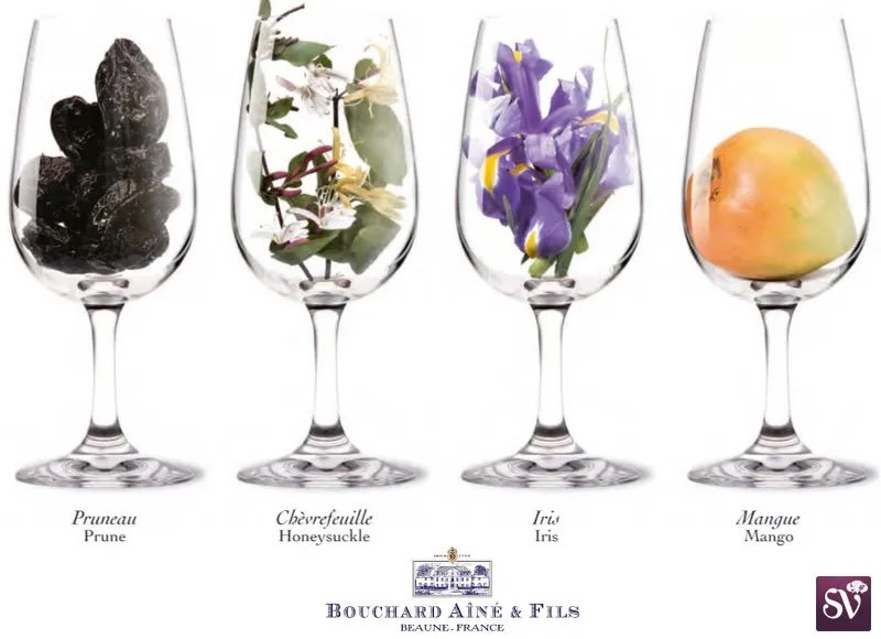 wine-aroma-typical-port-champagne-mango-california-bordeaux-iris-floral-prune-fruit