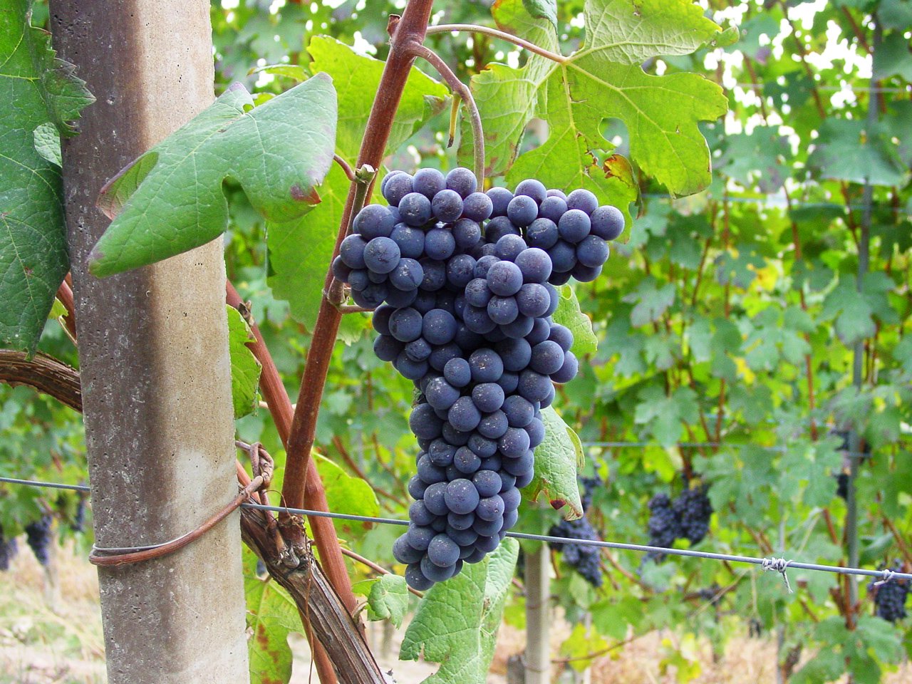 nebbiolo